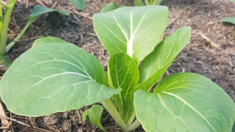 Bok Choy – Neuheit