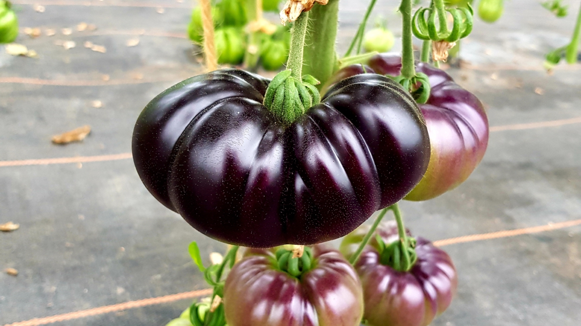 Tomate Purple Paradise!